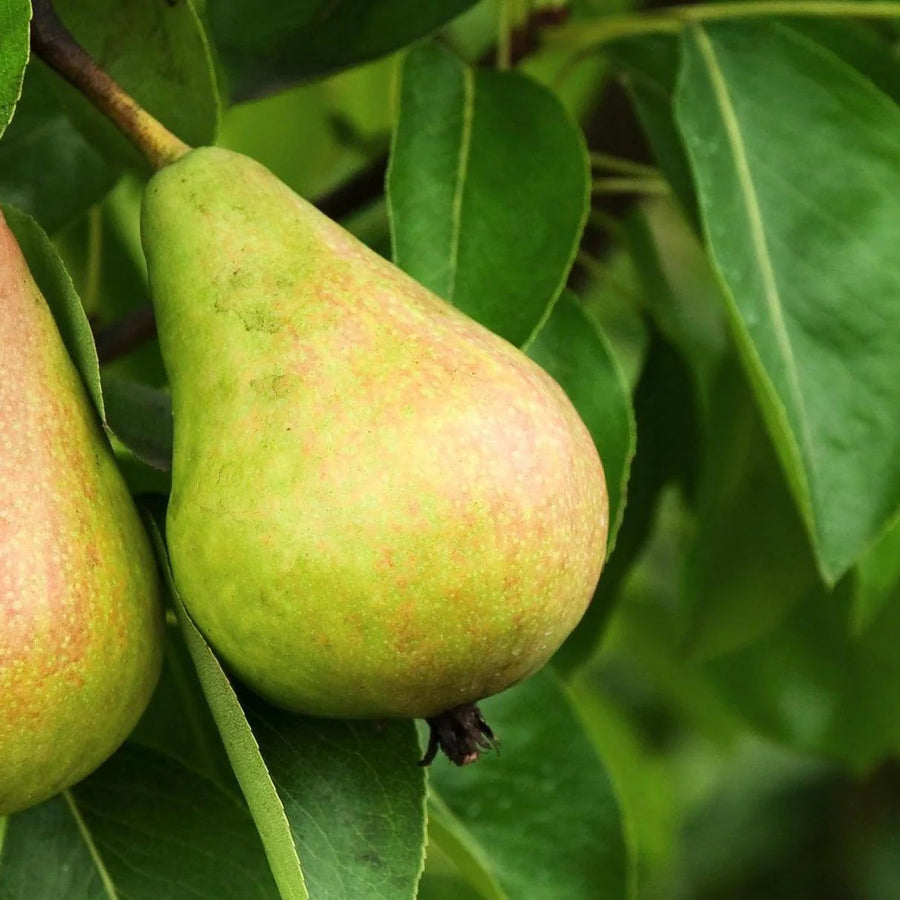 NASHI PEAR Sydney's Plant Market