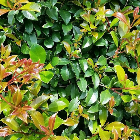 SYZGIUM 'LILLY PILLY SELECT'