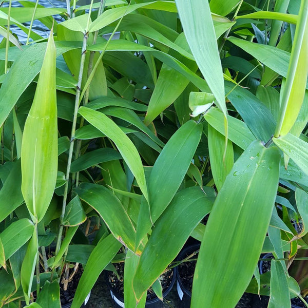 THYSANOLAENA MAXIMA - TIGER GRASS Sydney's Plant Market