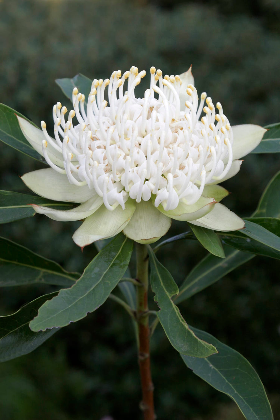 TELOPEA SHADY LADY WHITE