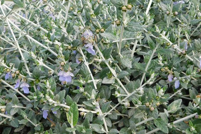 TEUCRIUM FRUTICANS Sydney's Plant Market