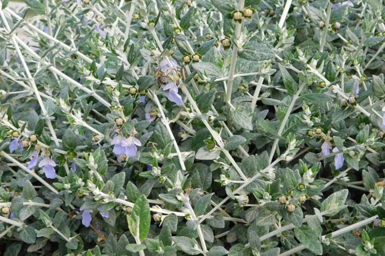 TEUCRIUM FRUTICANS