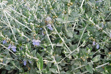Load image into Gallery viewer, TEUCRIUM FRUTICANS
