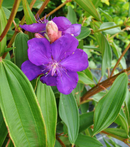 TIBOUCHINA JULES 200MM Sydney's Plant Market