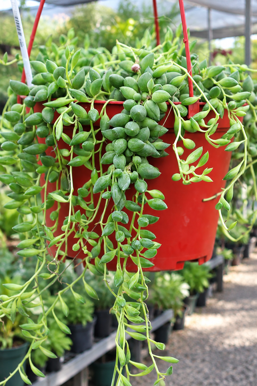 SENECIO ANGELS TEARS HANGING BASKET