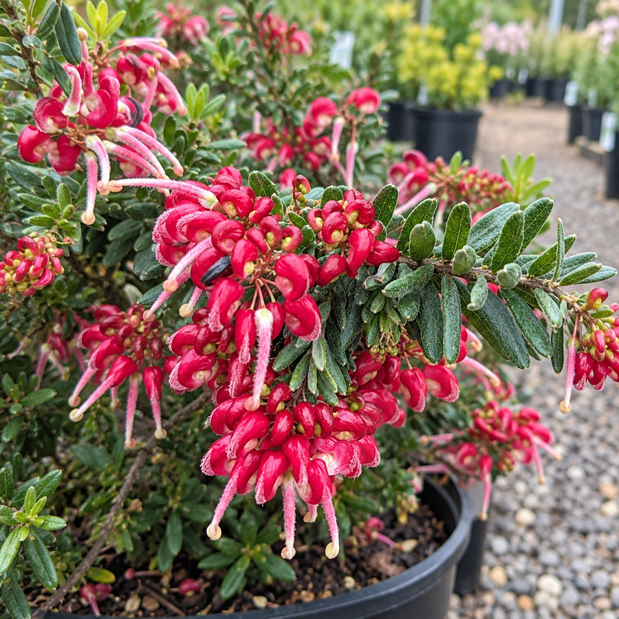 GREVILLEA STRAWBERRY SMOOTHIE