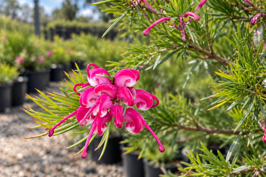 GREVILLEA EMMA CHARLOTTE