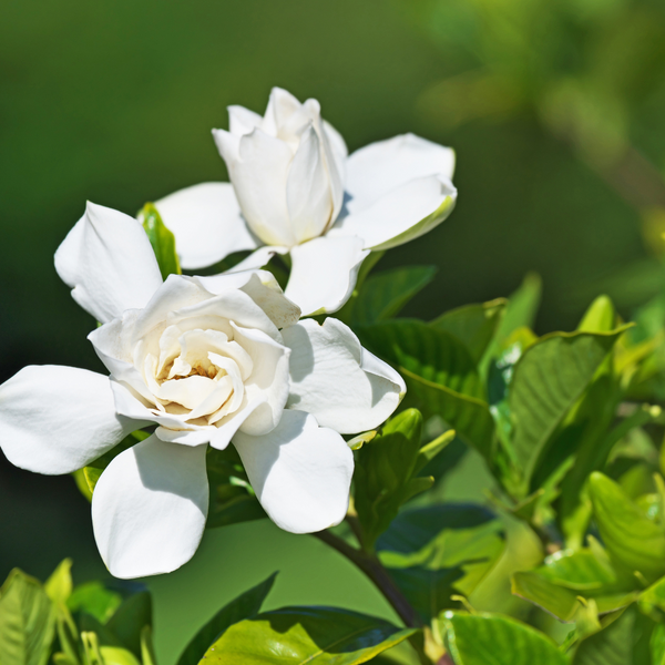 GARDENIA MAGNIFICA