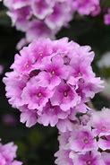 VERBENA PERUVIANA DRUMS BICOLOUR 140MM Sydney's Plant Market