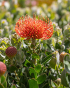 LEUCOSPERMUM VLAM