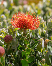 Load image into Gallery viewer, LEUCOSPERMUM VLAM
