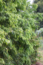 WATERHOUSEA FLORIBUNDA 'WEEPING LILLY PILLY'