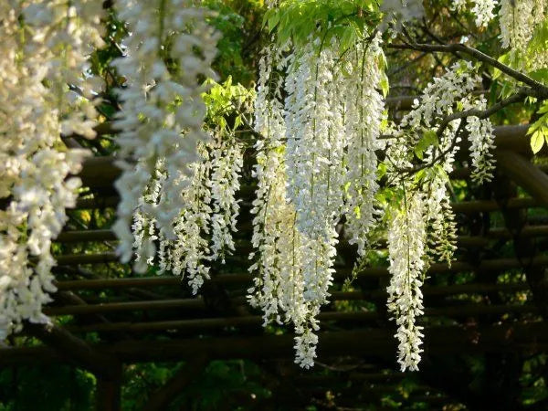 WISTERIA SHIRO KAPITAN Sydney's Plant Market