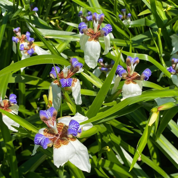 BRAZILIAN WALKING IRIS