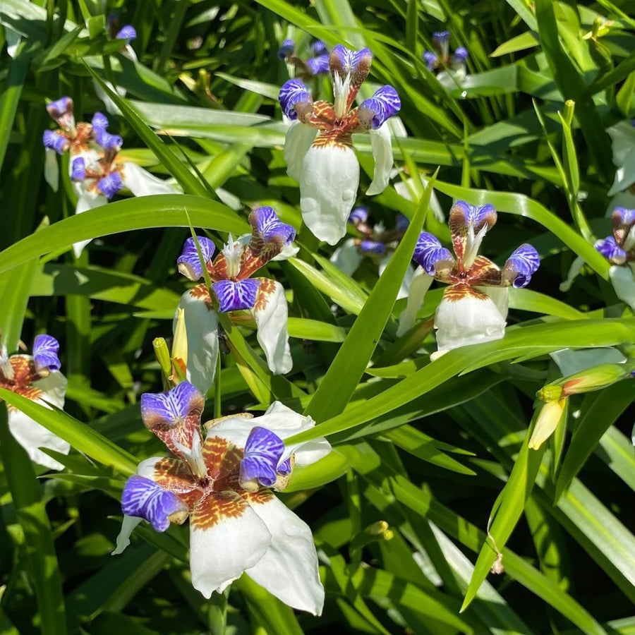 BRAZILIAN WALKING IRIS