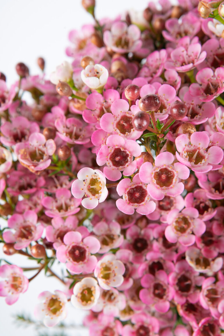CHAMELAUCIUM 'RUBY'S DELIGHT' GERALDTON WAX