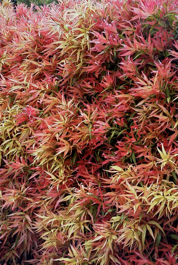 CALLISTEMON GREAT BALLS OF FIRE 200MM