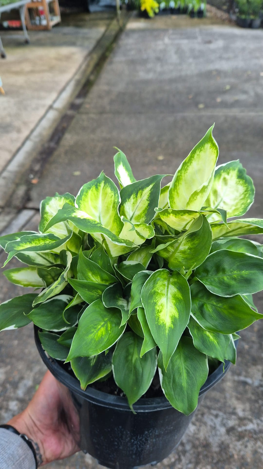 DIEFFENBACHIA  'COOL BEAUTY'