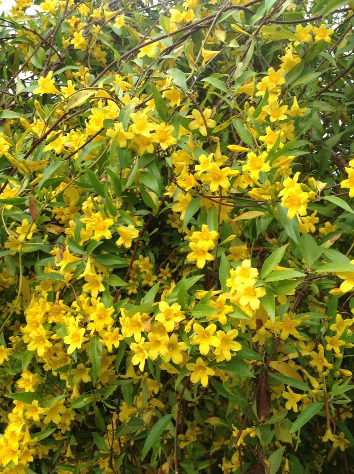 GELSEMIUM SEMPERVIRENS - YELLOW JESSAMINE