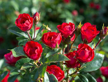 MINI RED ROSE 125MM