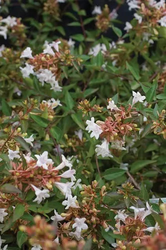 ABELIA GRANDIFLORA DWARF