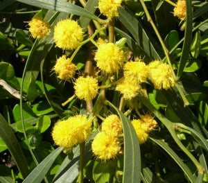 Acacia Springtime Cascade