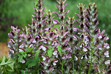 Load image into Gallery viewer, ACANTHUS MOLLIS OYSTER PLANT
