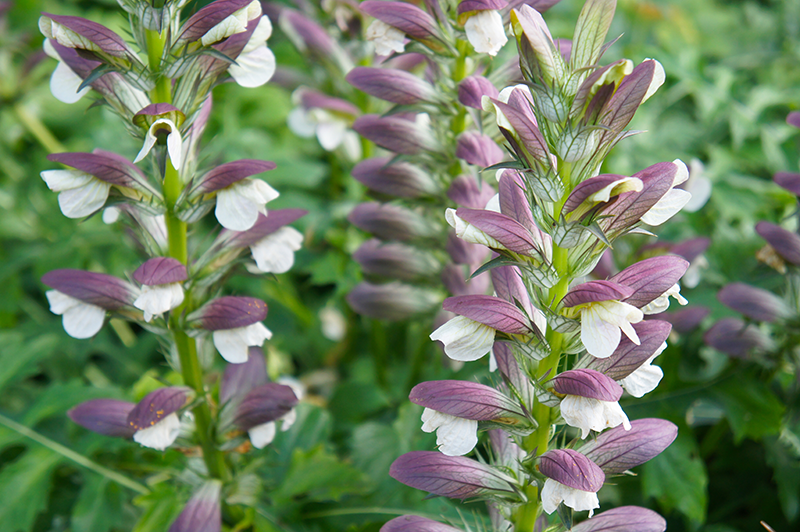 ACANTHUS MOLLIS OYSTER PLANT