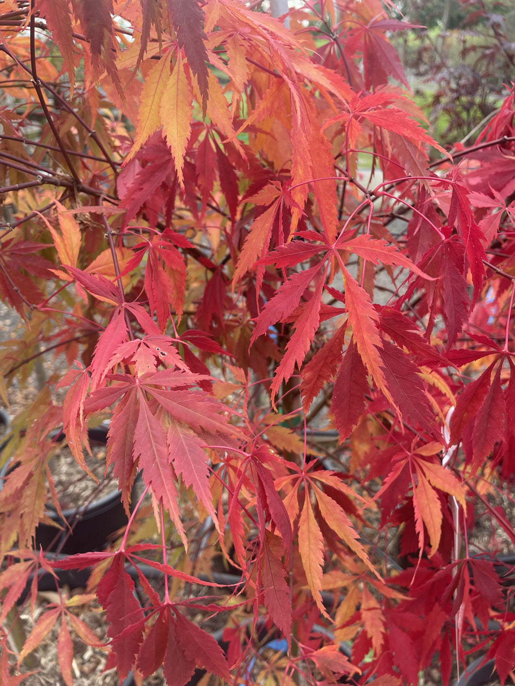 ACER PALMATUM