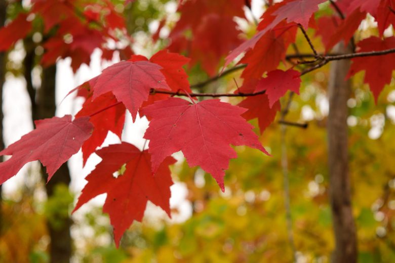 ACER RUBRUM RED MAPLE