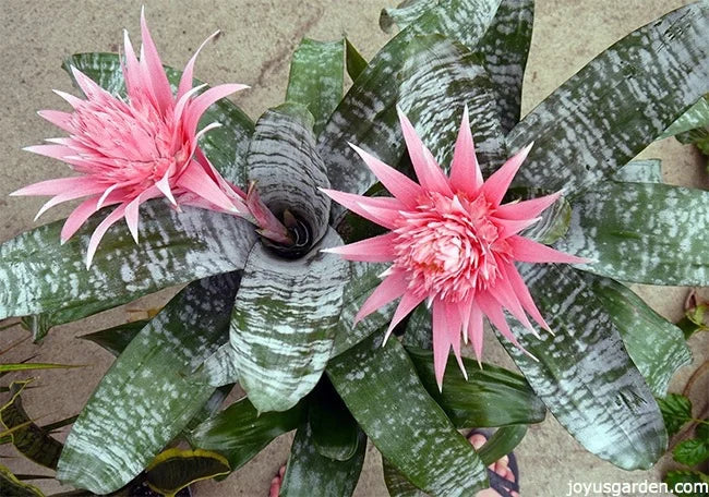 AECHMEA TUBIFLORA BROMELIAD Sydney's Plant Market