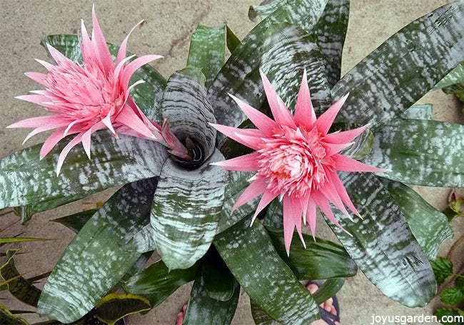 Aechmea Tubiflora Bromeliad