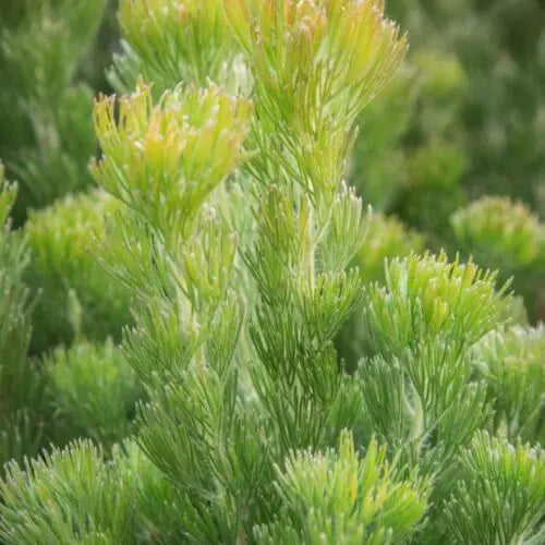 ADENANTHOS SERICEA PENCIL PERFECT WOOLY BUSH Sydney's Plant Market