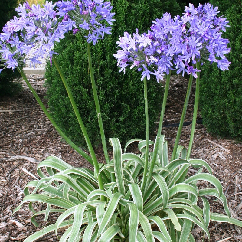 AGAPANTHUS HIGHLIGHTS
