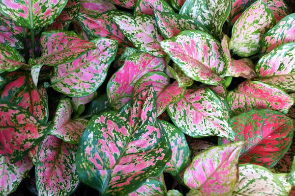PINK AGLAONEMA Sydney's Plant Market