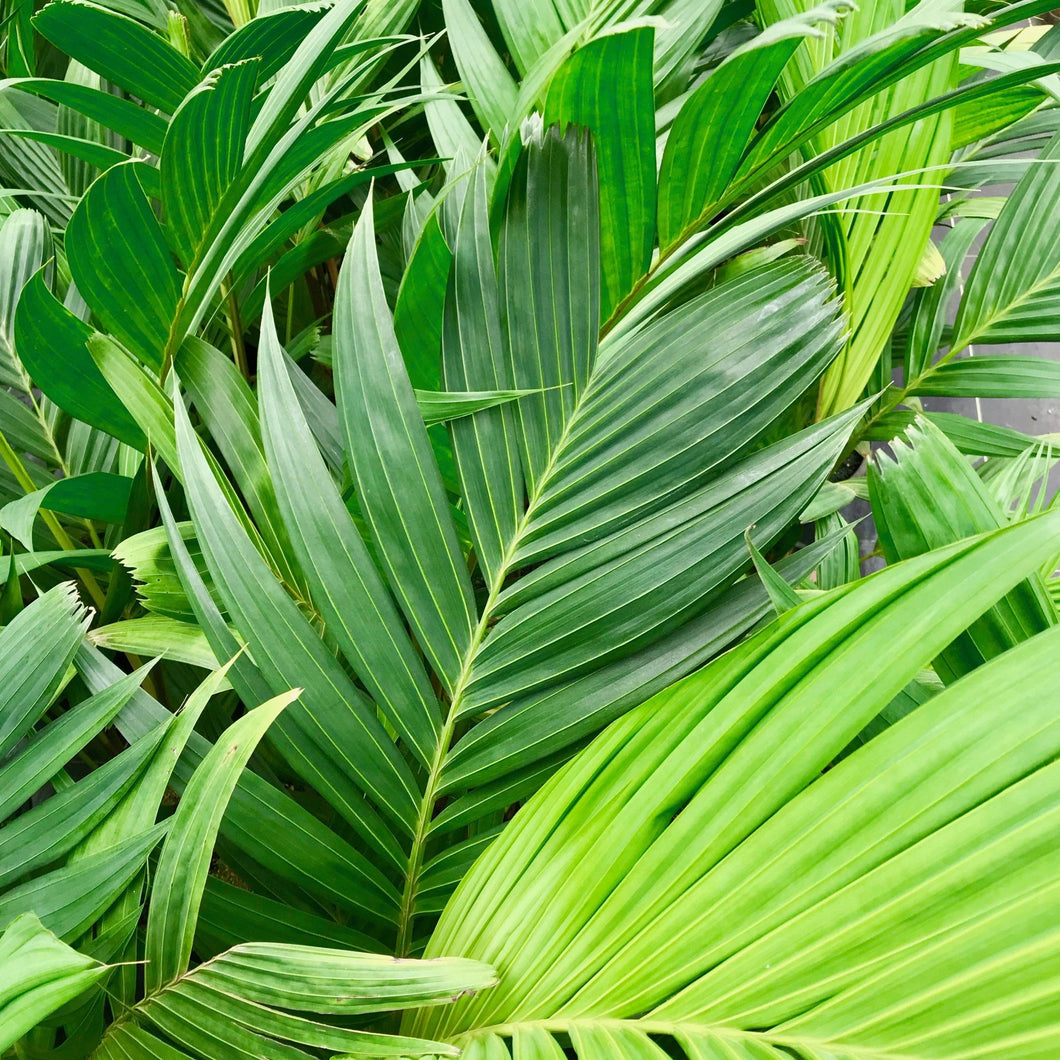 ARCHONTOPHOENIX ALEXANDRAE - ALEXANDRA PALM