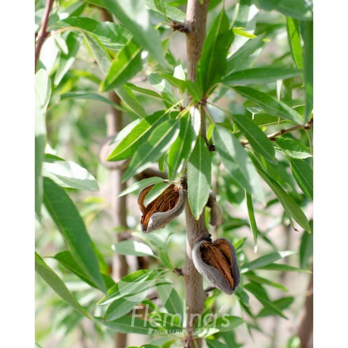 ALMONDS ALL IN ONE TREE