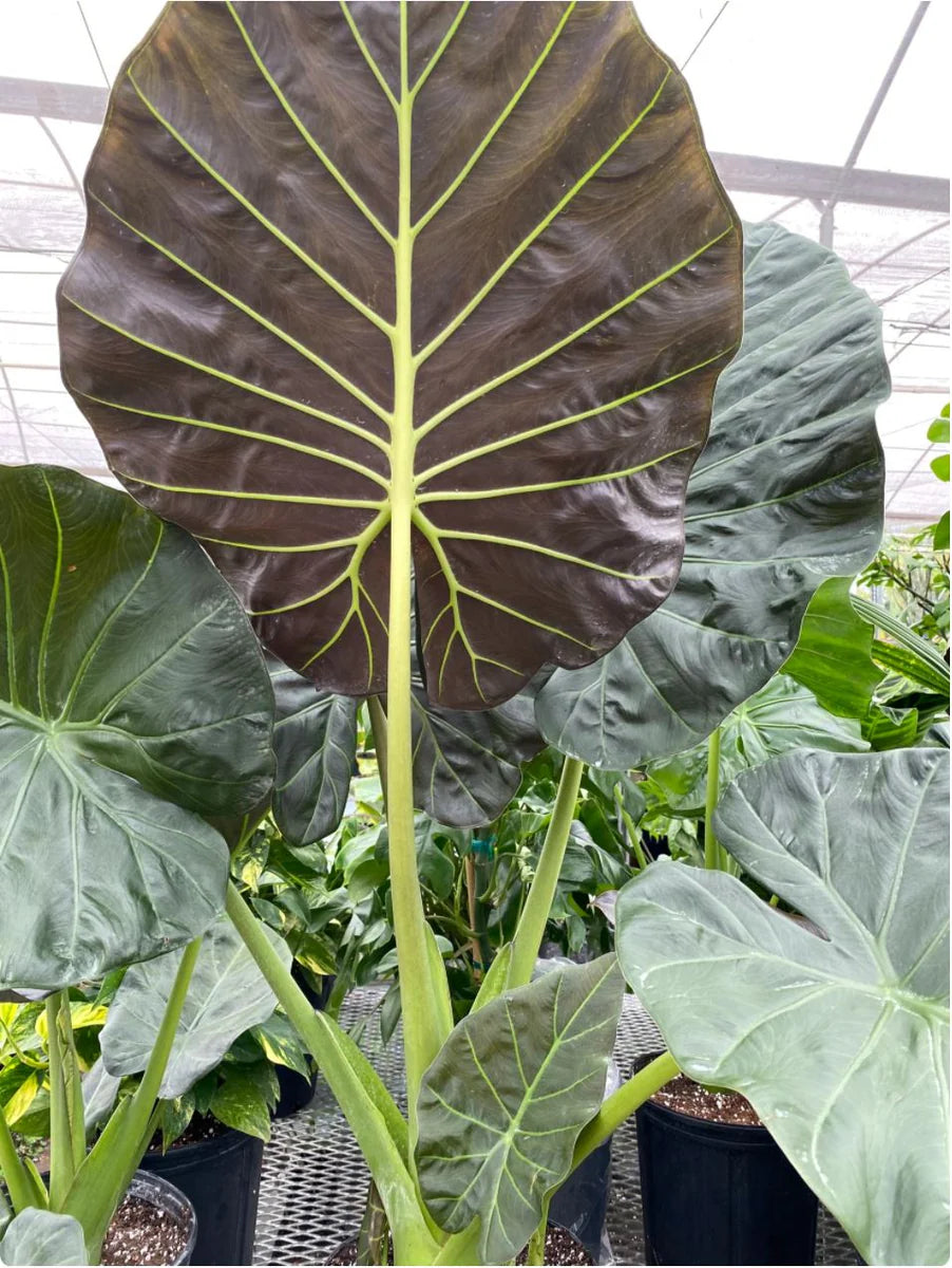 ALOCASIA REGAL SHIELD