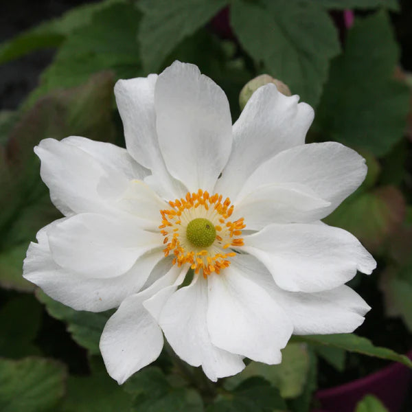 ANEMONE FANTASY RAPUNZEL Sydney's Plant Market