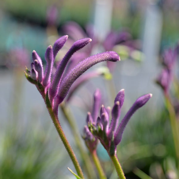 ANIGOZANTHOS CARNIVALE - KANGAROO PAW