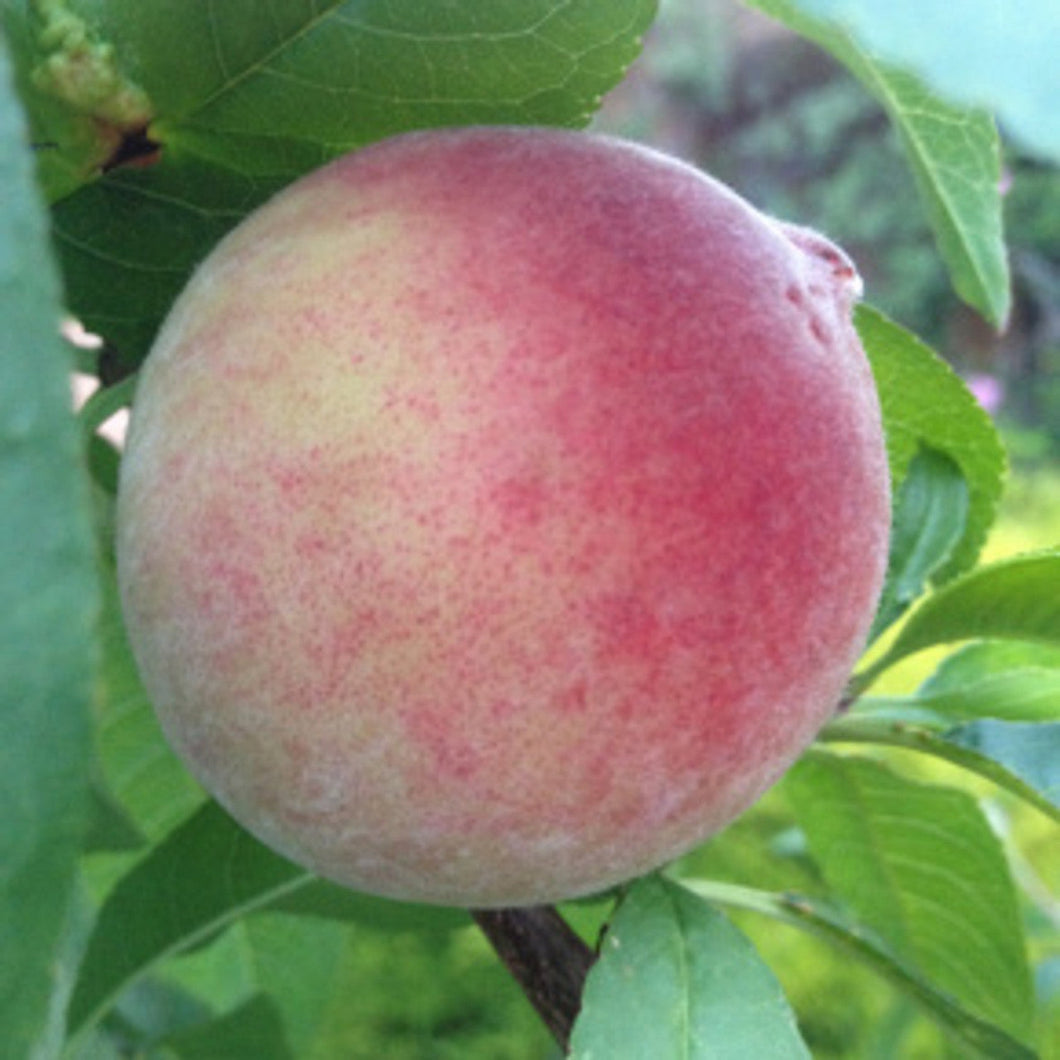 ANZAC PEACH TREE Sydney's Plant Market