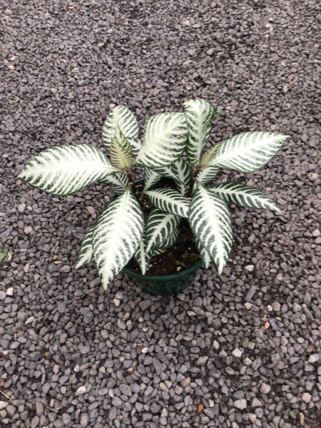 APHELANDRA