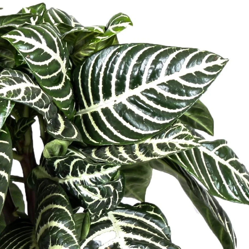 Aphelandra - Zebra Plant