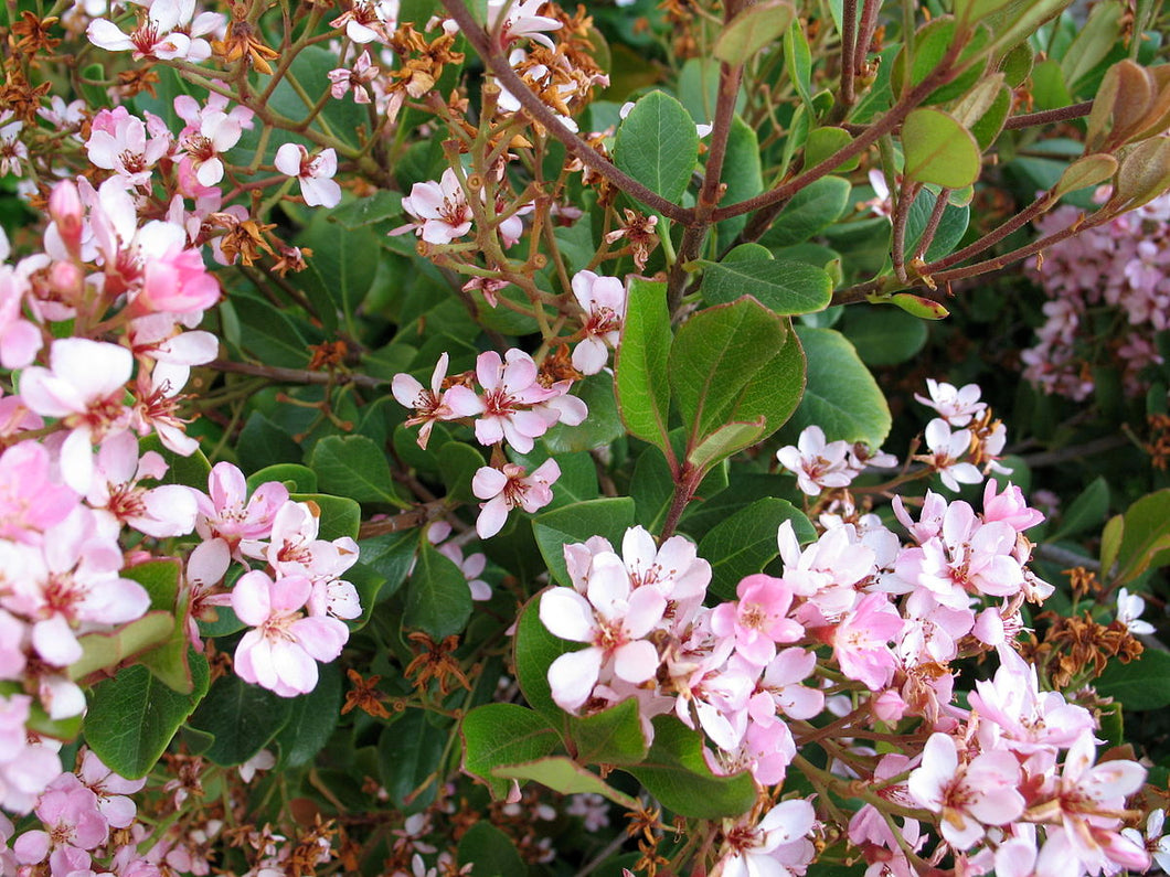RHAPHIOLEPSIS APPLE BLOSSOM