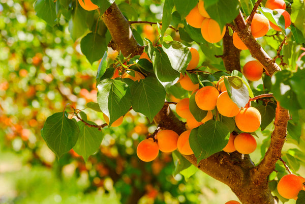 PRUNUS ARMENIACA EARLY NEWCASTLE APRICOT Sydney's Plant Market