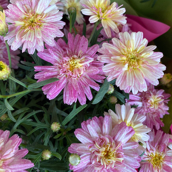 ARGYRANTHEMUM SUNRISE PINK 140MM Sydney's Plant Market