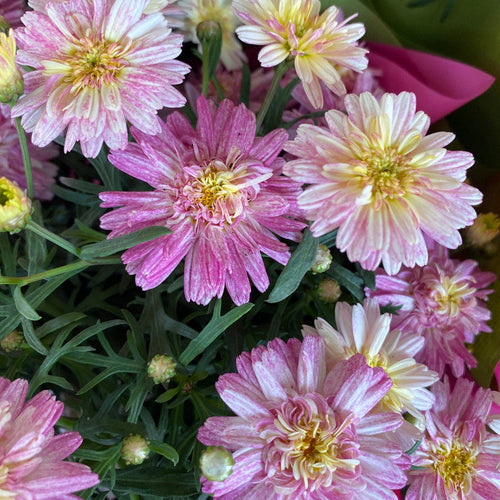 ARGYRANTHEMUM SUNRISE PINK 140MM Sydney's Plant Market