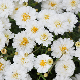 ARGYRANTHEMUM ARAMIS DOUBLE WHITE 140MM