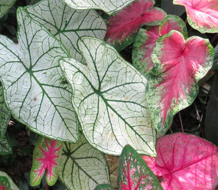 CALADIUM MIXED 130MM