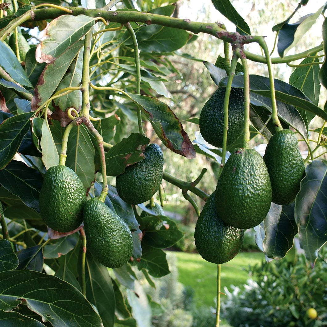 Avocado Hass - Grafted